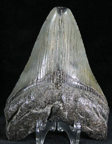 Bargain Megalodon Tooth - South Carolina #28413